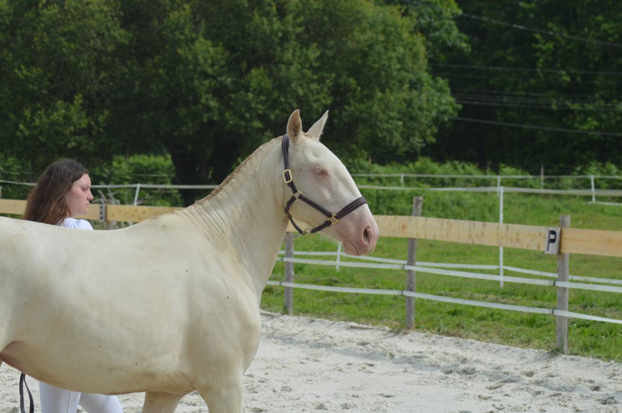 Filly Lusitano For sale 2022 Cream