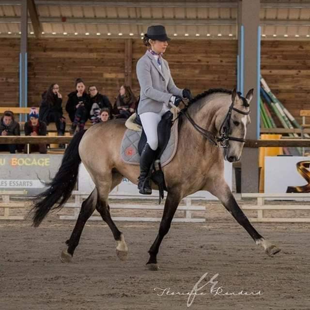 Filly Lusitano For sale 2022 Cream