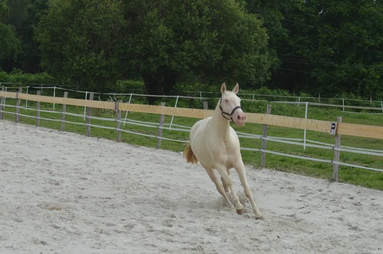 Filly Lusitano For sale 2022 Cream