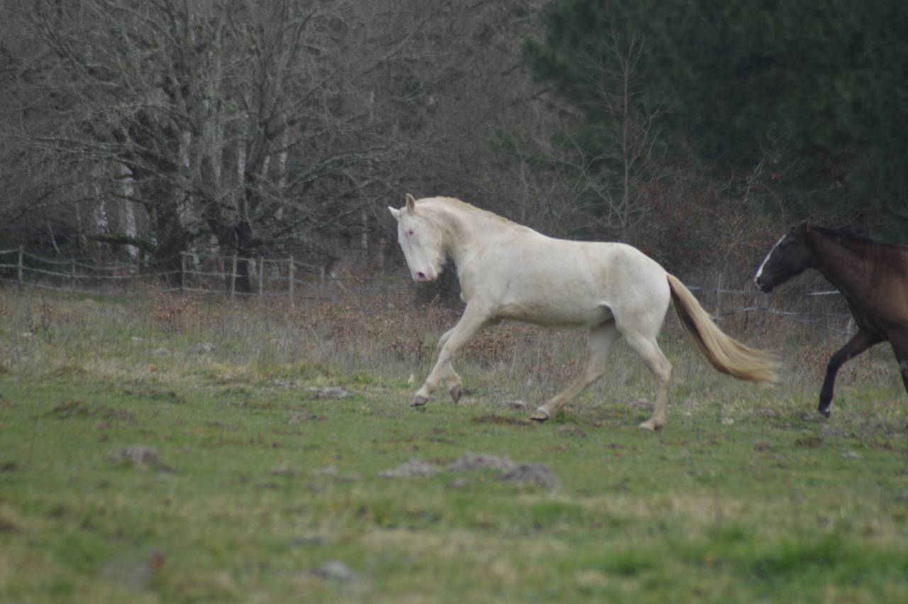 Filly Lusitano For sale 2022 Cream