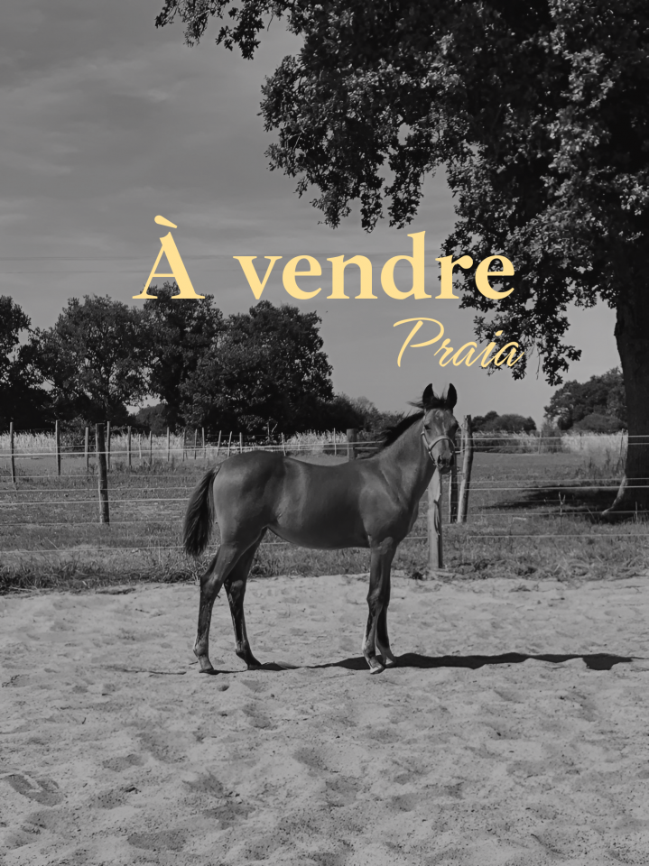 Filly French Saddle Pony For sale 2025 Bay