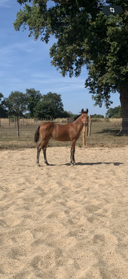 Filly French Saddle Pony For sale 2025 Bay