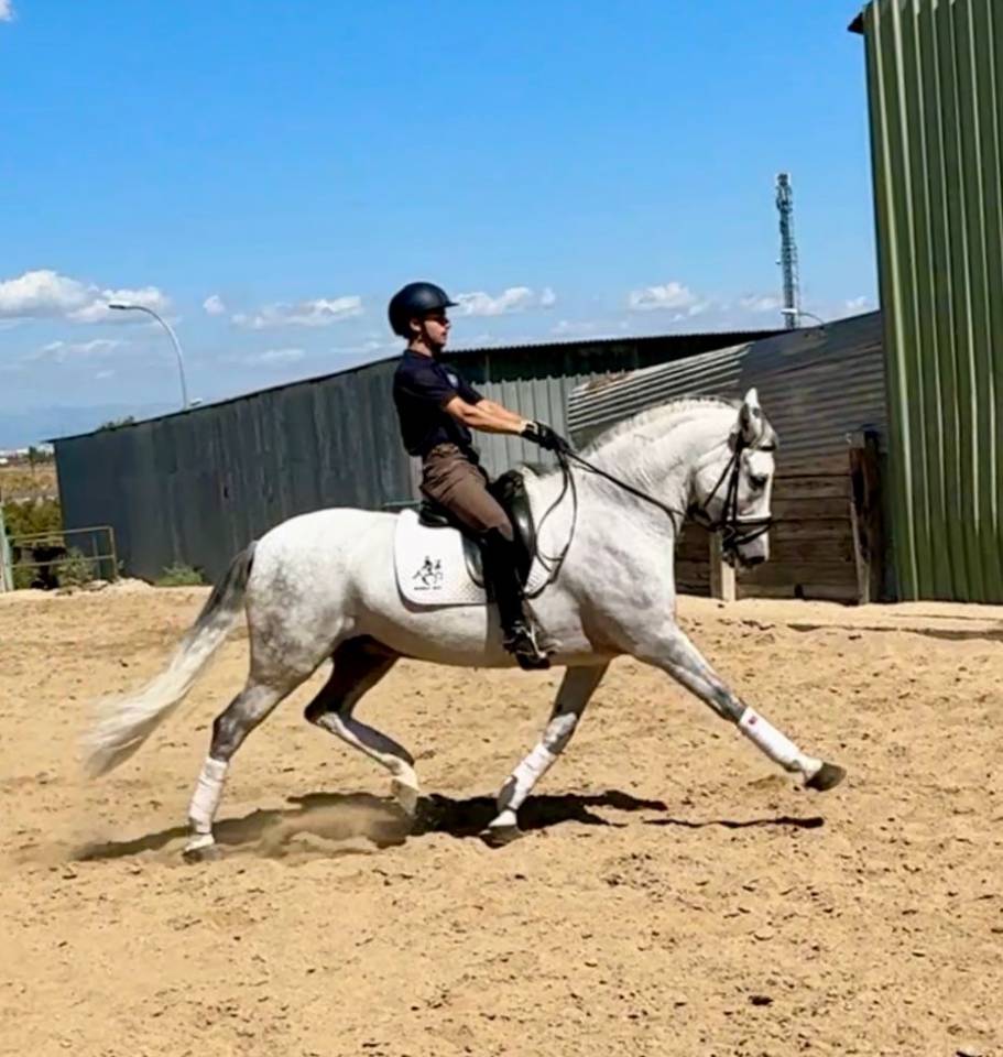 Gelding No Origin Recorded For sale 2015 Grey