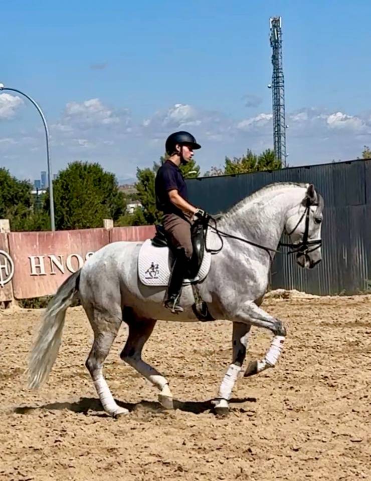 Gelding No Origin Recorded For sale 2015 Grey