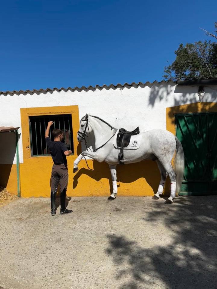 Gelding No Origin Recorded For sale 2015 Grey