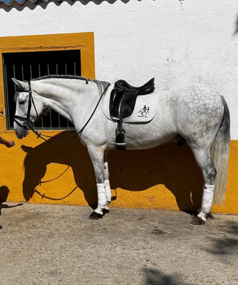 Gelding No Origin Recorded For sale 2015 Grey