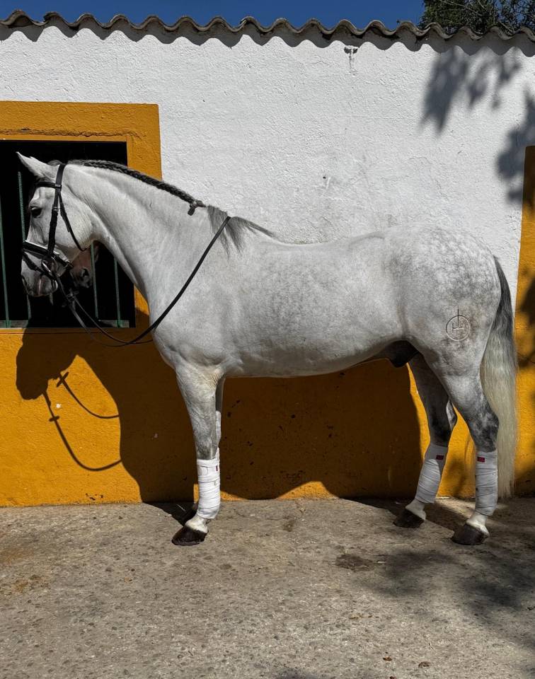 Gelding No Origin Recorded For sale 2015 Grey