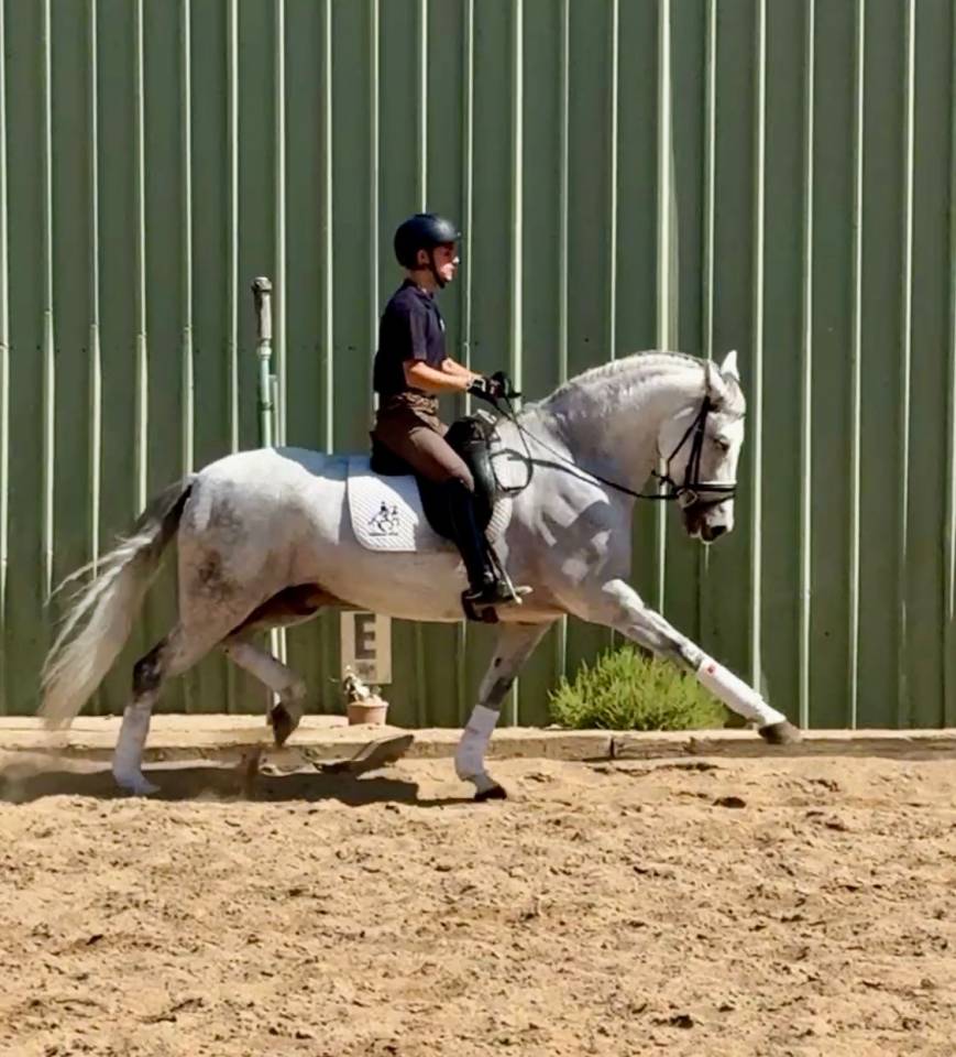 Gelding No Origin Recorded For sale 2015 Grey