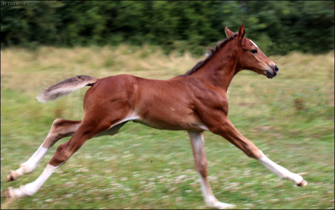 Filly Selle Français For sale 2025 Dark Bay