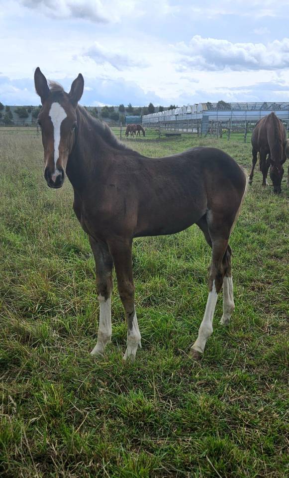 Filly Selle Français For sale 2025 Dark Bay