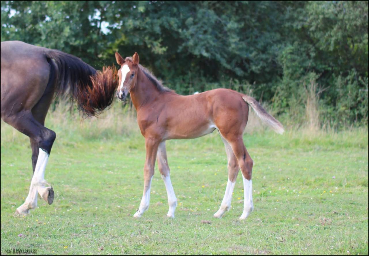 Filly Selle Français For sale 2025 Dark Bay