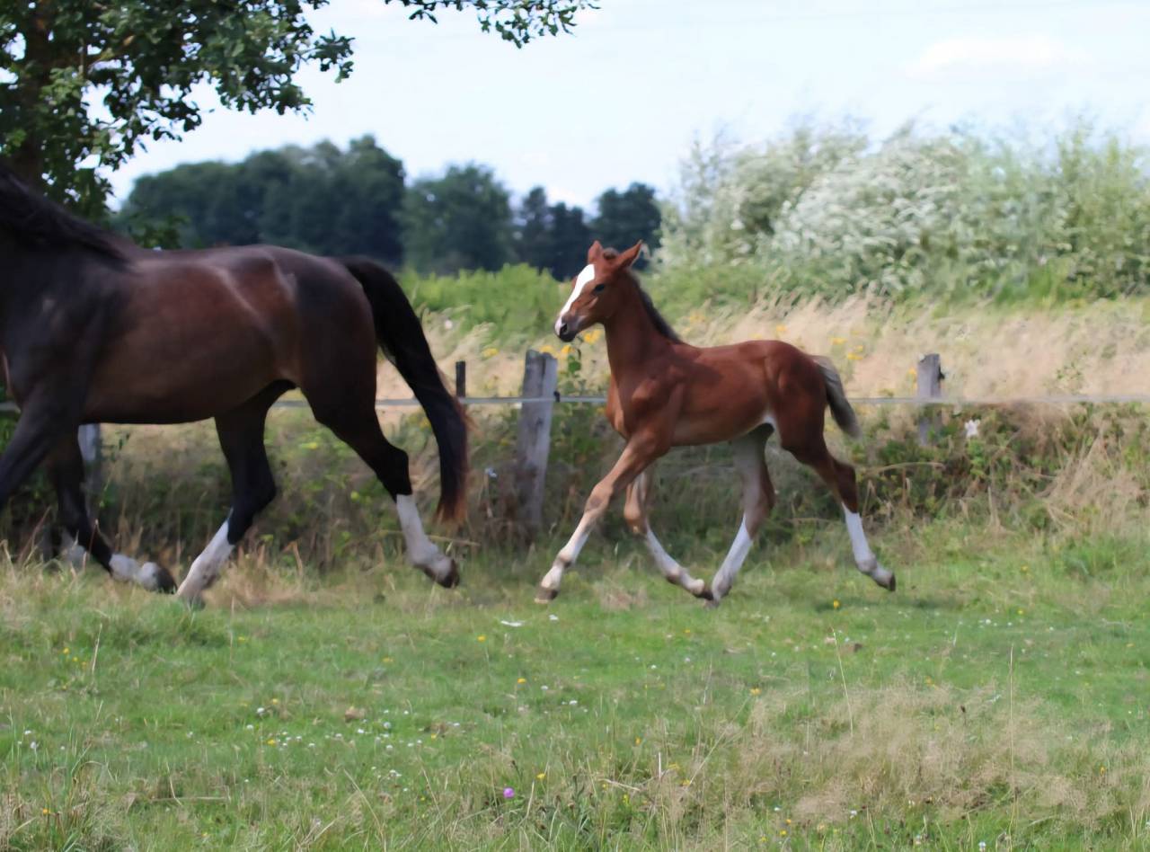 Filly Selle Français For sale 2025 Dark Bay