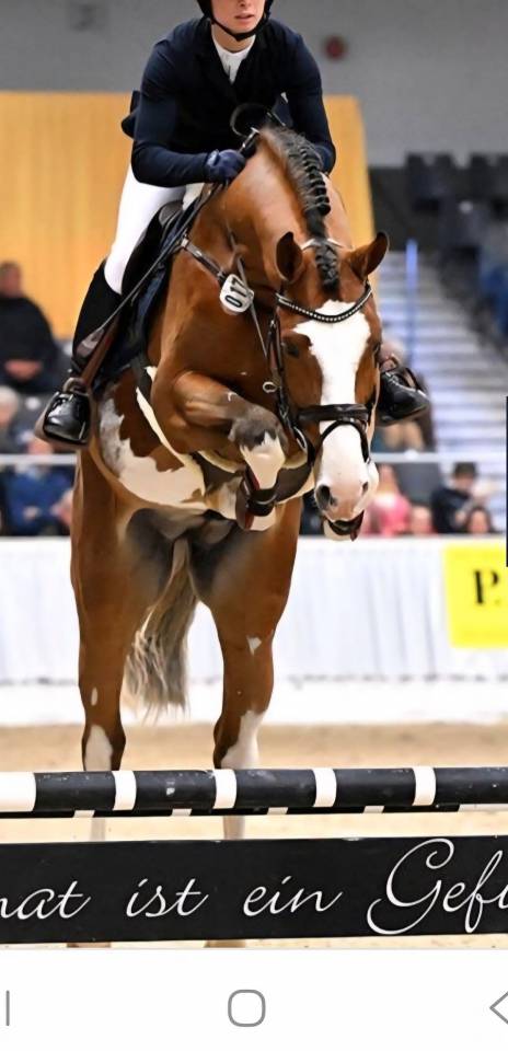 Filly Selle Français For sale 2025 Dark Bay