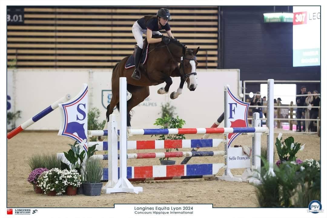 Filly Selle Français For sale 2025 Dark Bay