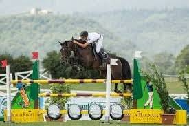 Filly Selle Français For sale 2025 Dark Bay