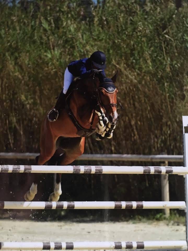 Filly Selle Français For sale 2025 Dark Bay