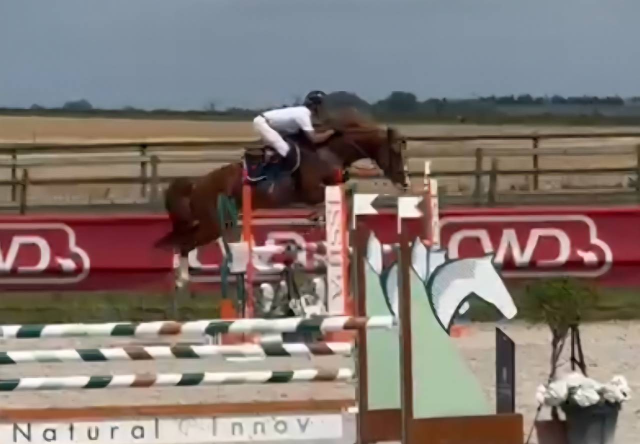 Filly Selle Français For sale 2025 Dark Bay