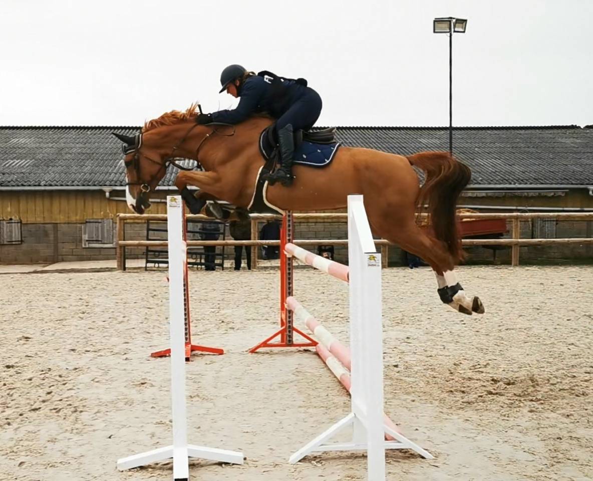 Filly Selle Français For sale 2025 Dark Bay