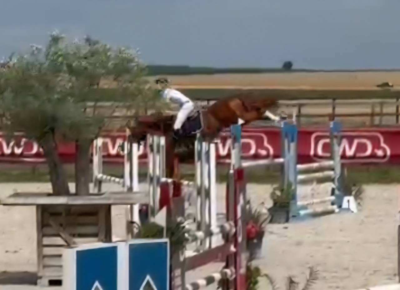 Filly Selle Français For sale 2025 Dark Bay