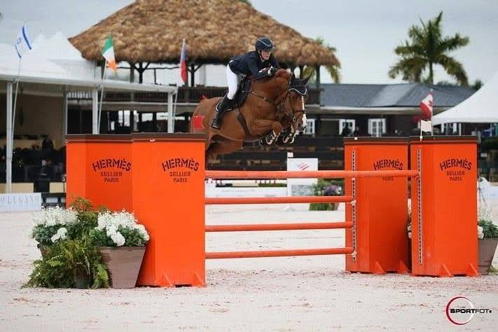 Filly Selle Français For sale 2025 Dark Bay