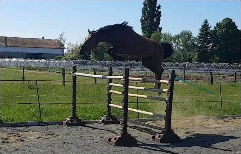 Filly Selle Français For sale 2025 Dark Bay