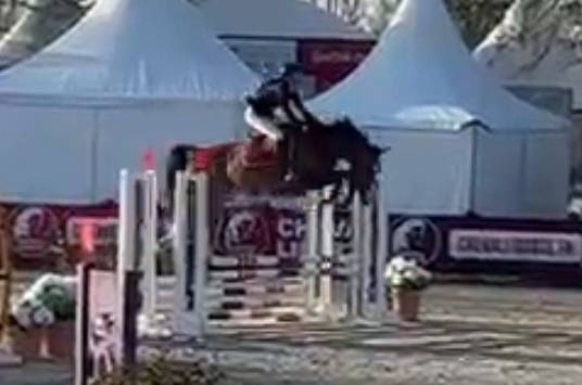 Filly Selle Français For sale 2025 Dark Bay