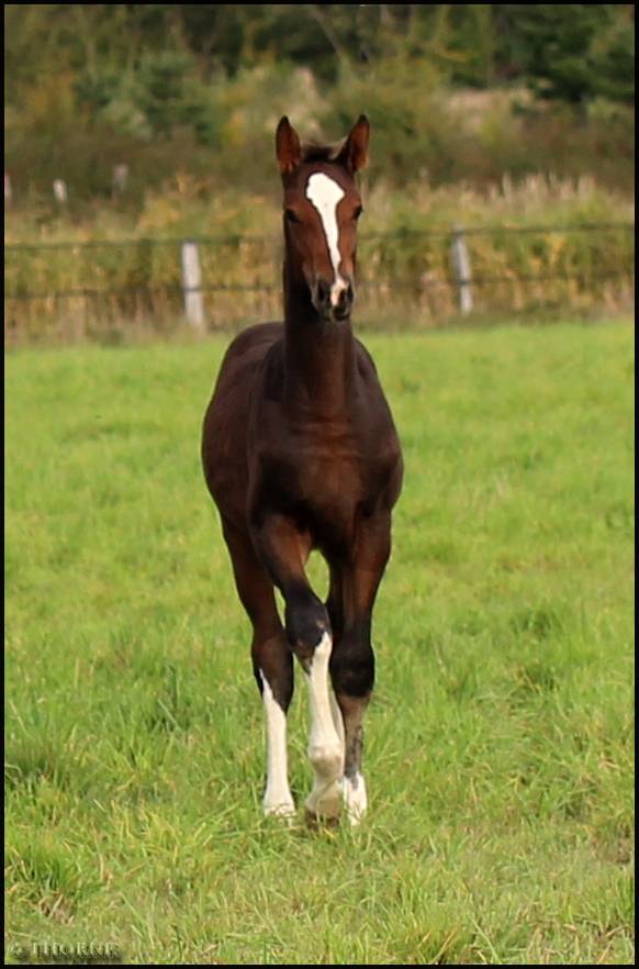 Filly Selle Français For sale 2025 Dark Bay