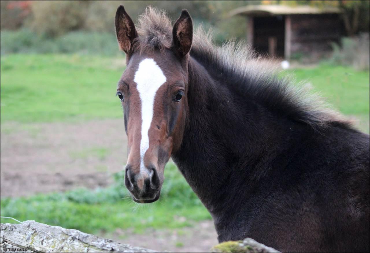 Filly Selle Français For sale 2025 Dark Bay