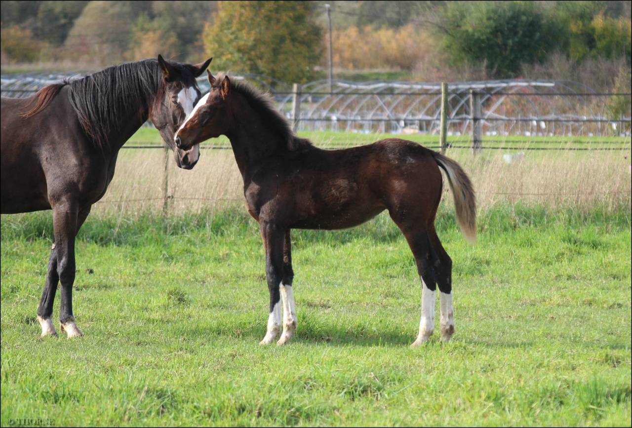 Filly Selle Français For sale 2025 Dark Bay