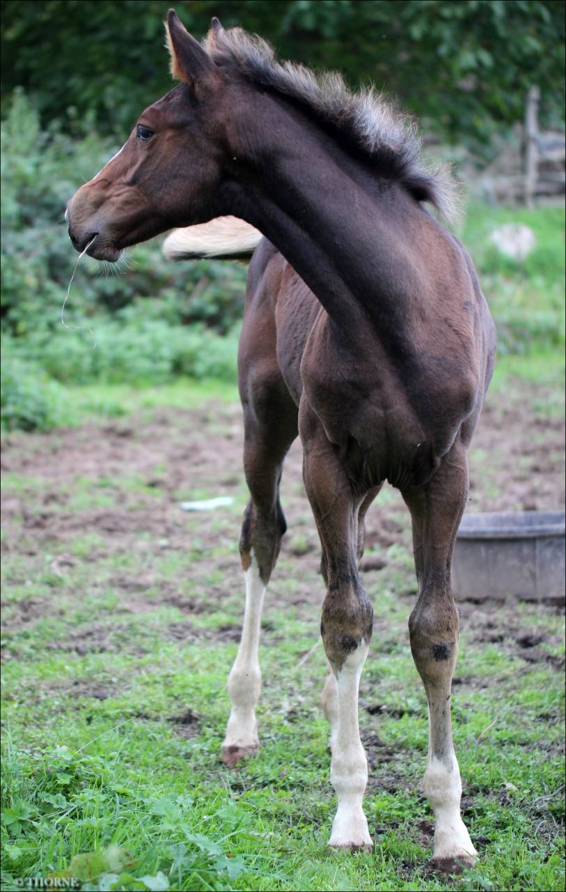 Filly Selle Français For sale 2025 Dark Bay