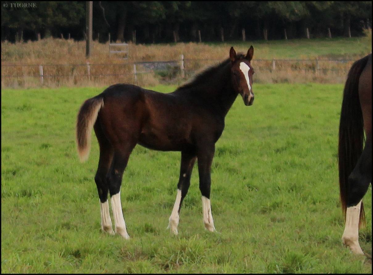 Filly Selle Français For sale 2025 Dark Bay