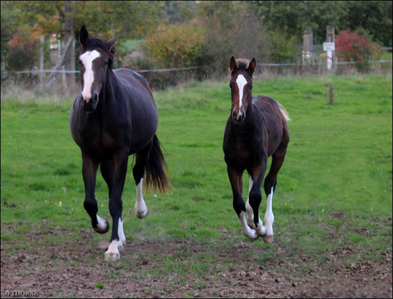 Filly Selle Français For sale 2025 Dark Bay