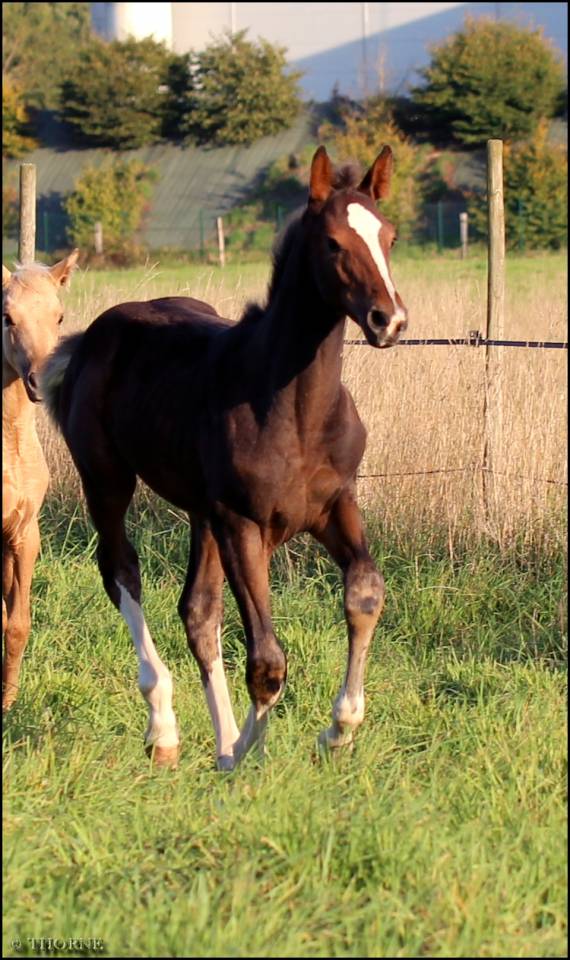 Filly Selle Français For sale 2025 Dark Bay
