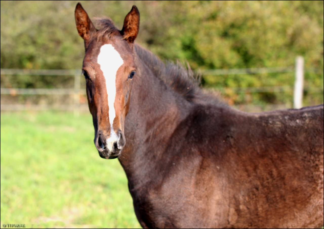 Filly Selle Français For sale 2025 Dark Bay