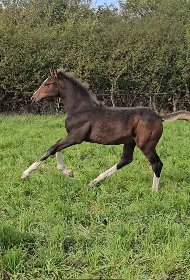 Filly Selle Français For sale 2025 Dark Bay