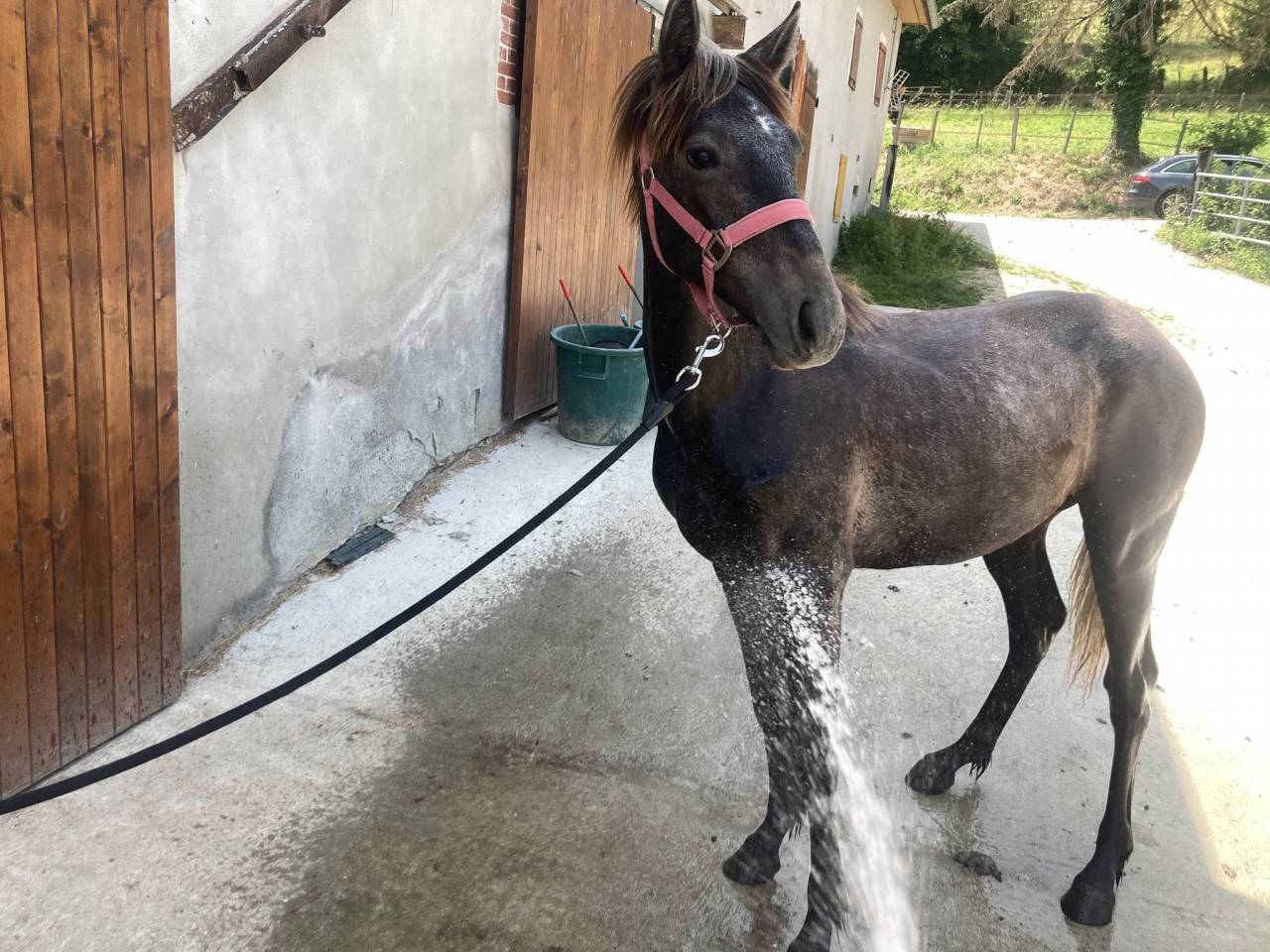 Colt Connemara For sale 2024 Grey