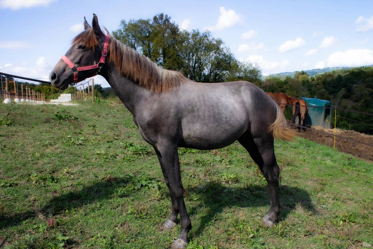 Colt Connemara For sale 2024 Grey