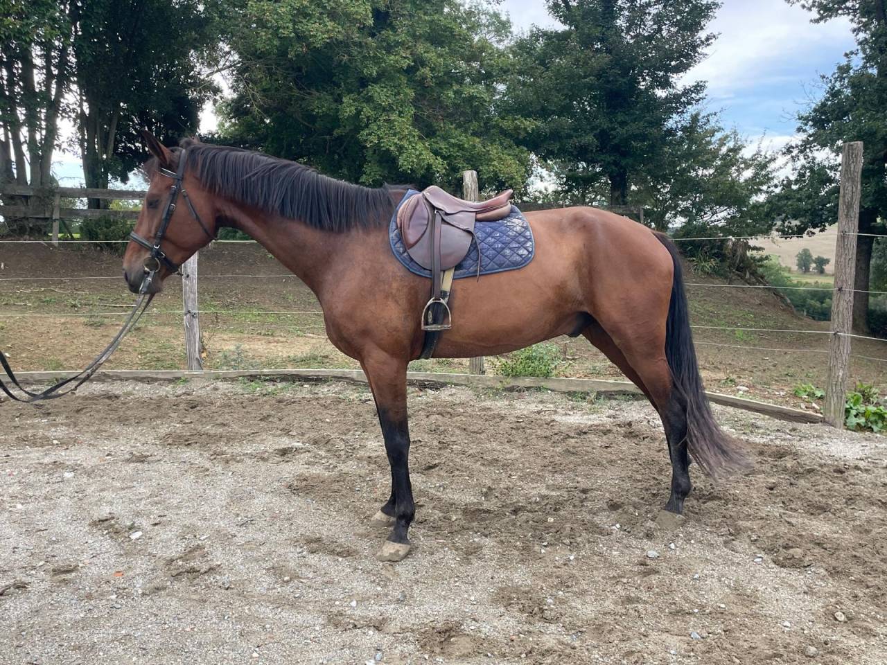 Gelding No Origin Recorded For sale 2017 Bay