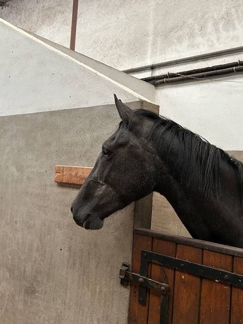 Mare Origin Recorded For sale 2022 Grey