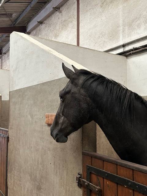 Mare Origin Recorded For sale 2022 Grey