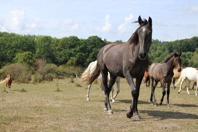 Mare Origin Recorded For sale 2022 Grey