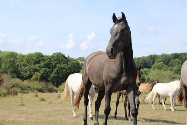 Mare Origin Recorded For sale 2022 Grey