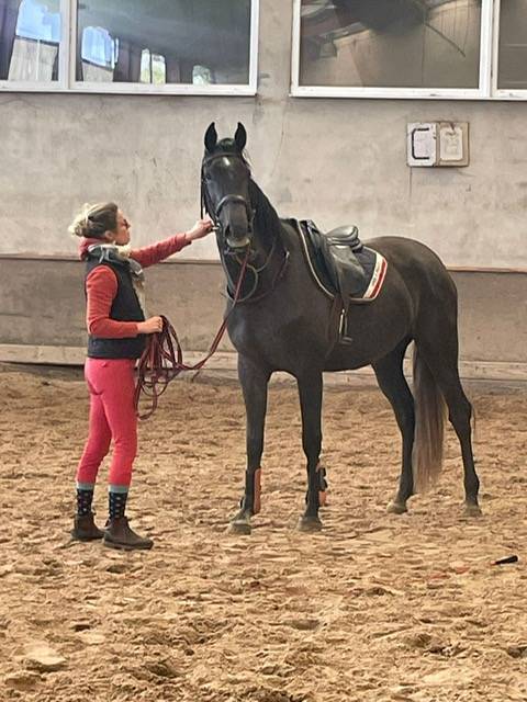 Mare Origin Recorded For sale 2022 Grey