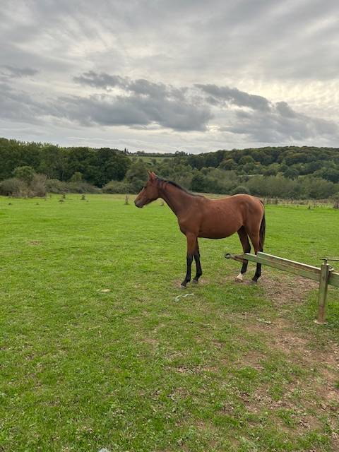 Mare Selle Français For sale 2024 Bay