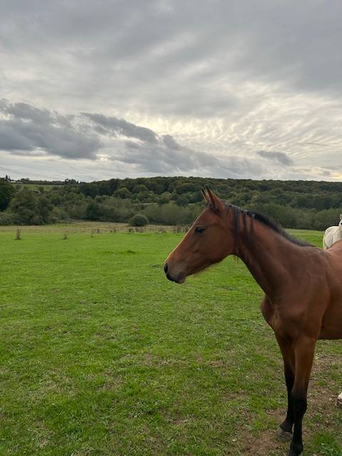 Mare Selle Français For sale 2024 Bay