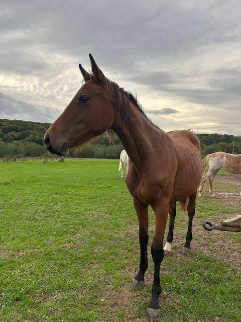 Mare Selle Français For sale 2024 Bay