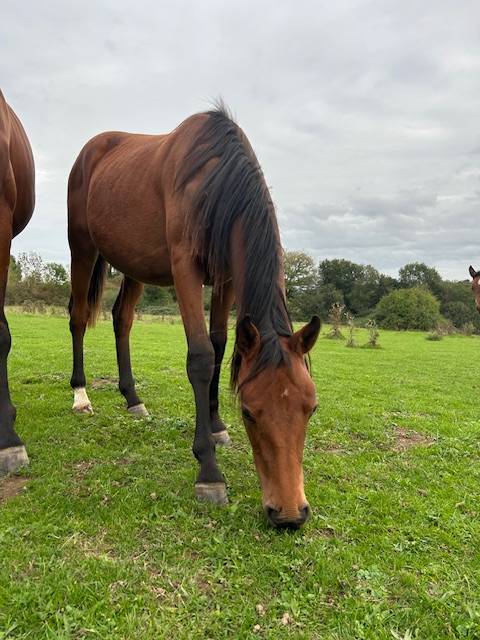 Mare Selle Français For sale 2024 Bay