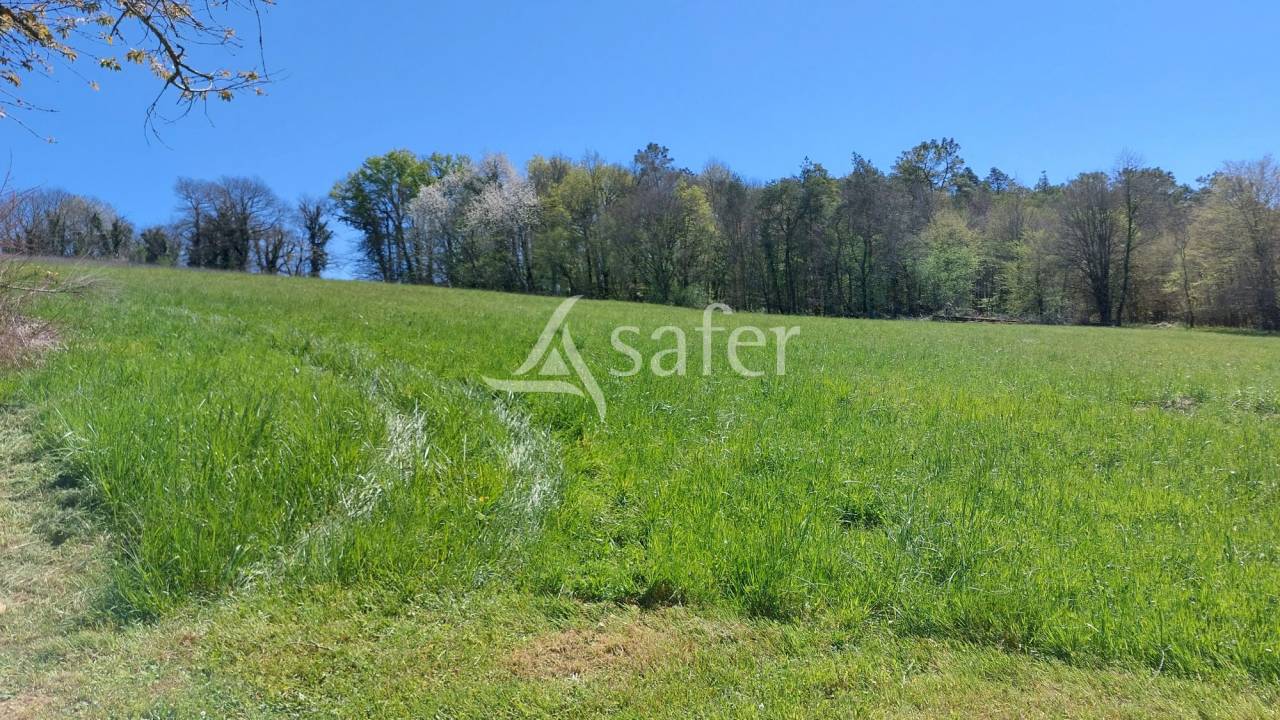 Sheep farm  Dordogne