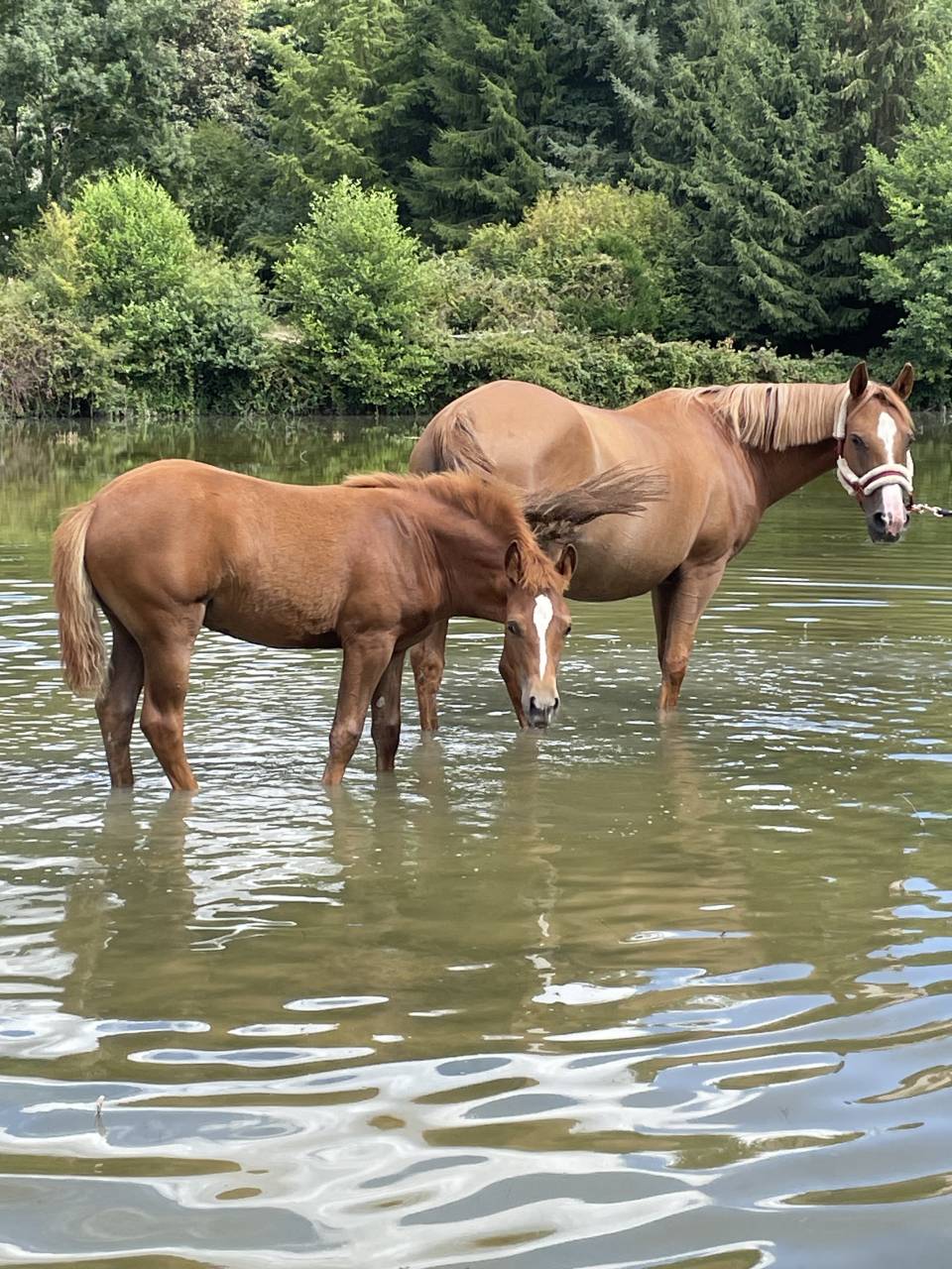Filly French Saddle Pony For sale 2025 Chesnut