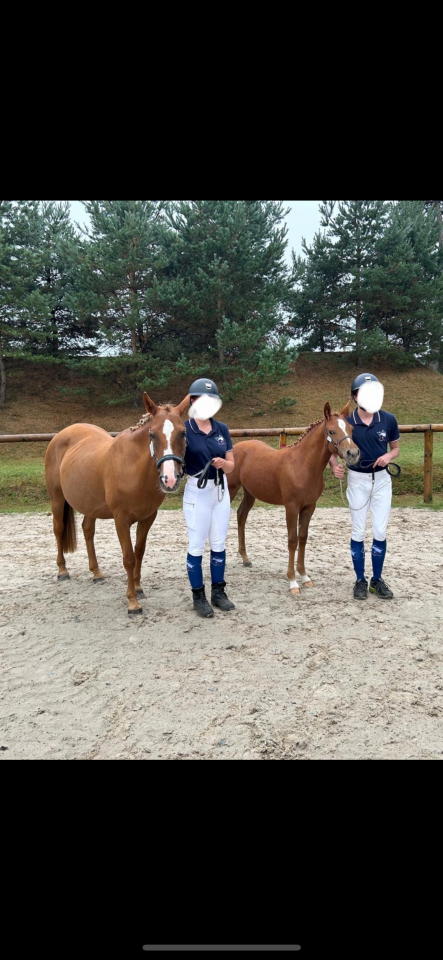 Filly French Saddle Pony For sale 2025 Chesnut